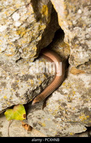 Une lente-ver, Anguis fragilis, photographié de nuit au cours de l'UK 2018 temps chaud, c'est vivre dans un mur de pierre à proximité d'un étang de jardin. Le lent-worm je Banque D'Images