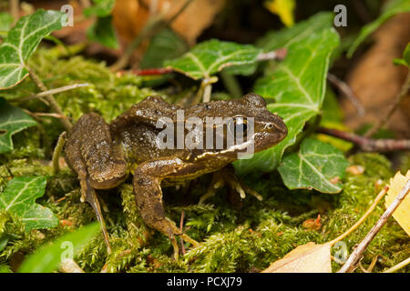 Une grenouille rousse, Rana temporaria, photographié de nuit près d'ivy dans un jardin au cours de l'UK 2018 temps chaud. North West Lancashire England UK GO Banque D'Images