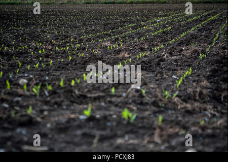 Rangées de pousses dans les champs cultivés Banque D'Images