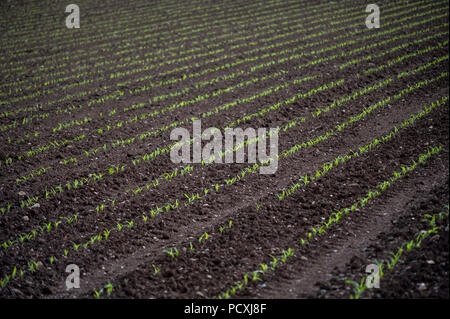 Rangées de pousses dans les champs cultivés Banque D'Images