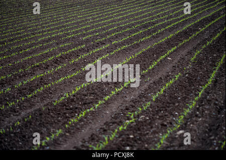 Rangées de pousses dans les champs cultivés Banque D'Images