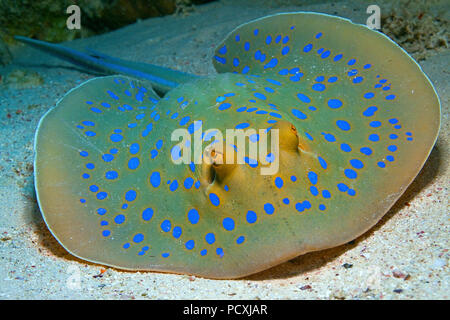 Blue spotted Stingray ou Bluespotted (Taeniura lymma ribbontail ray), Hurghada, Egypte Banque D'Images