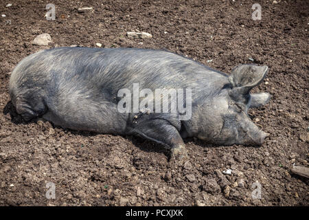 Cochon noir en demi-liberté, couché au soleil dans la campagne. Lac Campotosto, Parc national de Gran Sasso et Monti della Laga, Abruzzes, Italie Banque D'Images