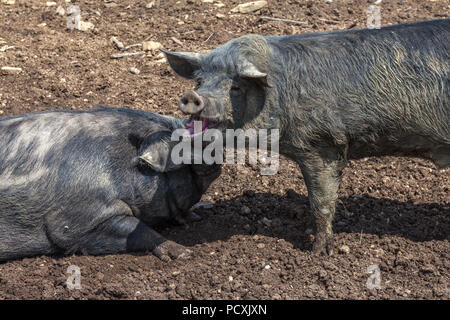 Paire de cochon noir en semi-liberté, couché au soleil dans la campagne.Lac Campotosto, Gran Sasso et Parc national Monti della Laga Banque D'Images