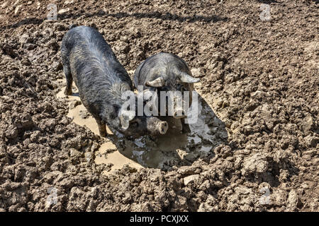 Paire de cochon noir en semi-liberté, couché au soleil dans la campagne. Lac Campotosto, Gran Sasso et Parc national Monti della Laga, Abruzz Banque D'Images