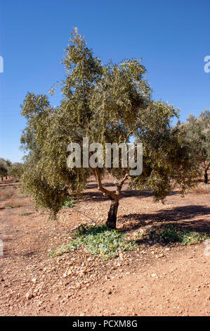 Tree Laden aux Olives sur un bosquet dans la région d'Antequera Espagne Banque D'Images