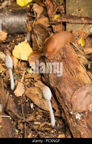 Une Grande Limace rouge, Arion ater, ramper dans la nuit sur le bord d'un tas de bois près de champignons au cours de l'UK 2018 temps chaud dans un jardin dans le Lancashire en Angleterre Banque D'Images