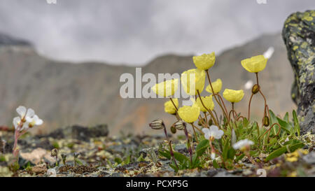 Belles fleurs jaunes délicats pavots arctiques sur les pierres de plus en plus haut dans les montagnes sur un fond de nuages Banque D'Images
