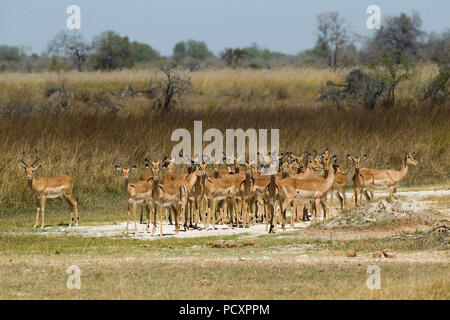 Impala (Aepyceros melampus) groupe Banque D'Images