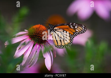 Un papillon se nourrit d'un l'échinacée à Rosetta McClain Gardens à Scarborough, Ontario. Banque D'Images