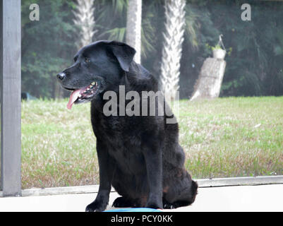 Le profil Voir les adultes beau Labrador noir assis dehors à côté de Banque D'Images