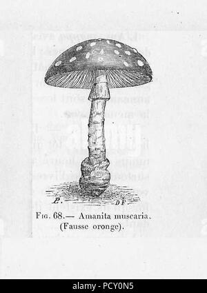 Amanite tue-mouche (dessin). Banque D'Images