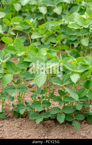 Détail d'un domaine de la mi-croissance ou de soja - Soja Glycine max - plantés en rangées. Banque D'Images