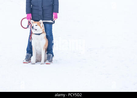 Chien Akita avec son propriétaire dans la neige. Banque D'Images