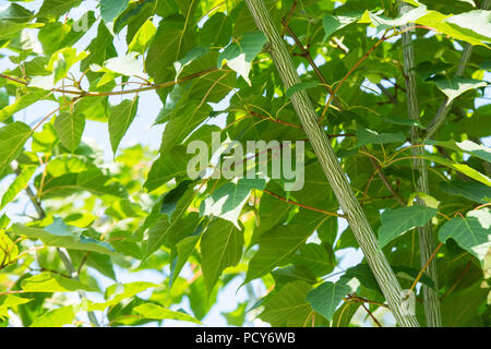 Acer davidii 'Viper'. indavi L'écorce et le feuillage de l'érable Snakebark Banque D'Images