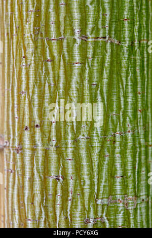 Acer davidii 'Viper'. indavi L'écorce d'érable Snakebark Banque D'Images