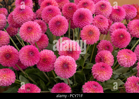 Dahlia 'Pink' Suffusion fleurs. Petits dahlias Dahlia décoratif sur l'affichage à un flower show. UK Banque D'Images