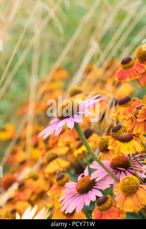 Echinacea 'Big Kahuna' Helenium et fleurs. À côté Coneflowers sneezeweed fleurs dans une bordure de jardin. UK Banque D'Images