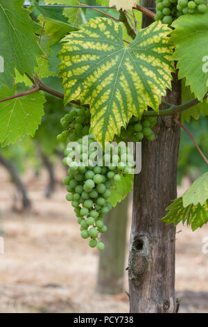 Vitis vinifera. "Phoenix" de raisins mûrissement des fruits sur la vigne en juillet. UK Banque D'Images