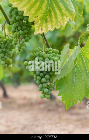 Vitis vinifera. "Phoenix" de raisins mûrissement des fruits sur la vigne en juillet. UK Banque D'Images