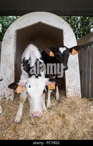 Deux veaux dans une ferme, le samedi 16 septembre 2017, Loenhout, Belgique. Banque D'Images