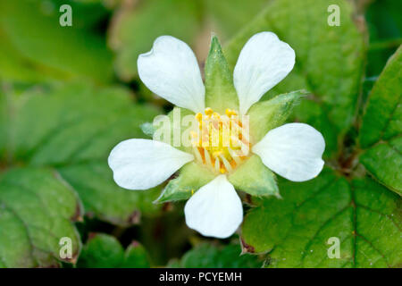 Potentilla sterilis stérile (fraise), close up d'une seule fleur avec des feuilles. Banque D'Images