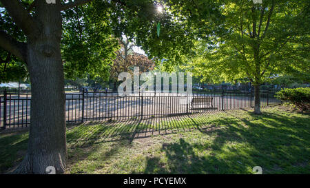 Feuilles vertes illuminée par le chaud soleil d'été. Prises tout en prenant une marche dans mon quartier et ma maison de ville chou à Toronto. Banque D'Images