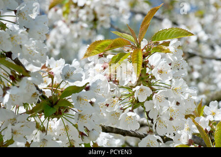 Fleur de cerisier sauvage (prunus avium), un gros plan se concentrant sur un seul jet de fleurs parmi beaucoup d'autres. Banque D'Images