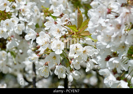 Fleur de cerisier sauvage (prunus avium), un gros plan se concentrant sur un seul jet de fleurs parmi beaucoup d'autres. Banque D'Images