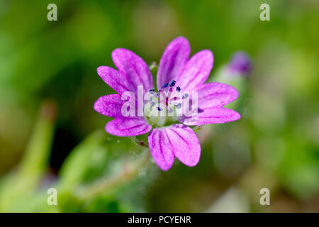 Dovesfoot géranium sanguin (Geranium molle), gros plan d'une fleur simple à faible profondeur de champ. Banque D'Images