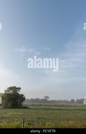 Pâturages et arbres en matin brouillard brumeux avec ciel bleu et nuages cirrus au-dessus Banque D'Images