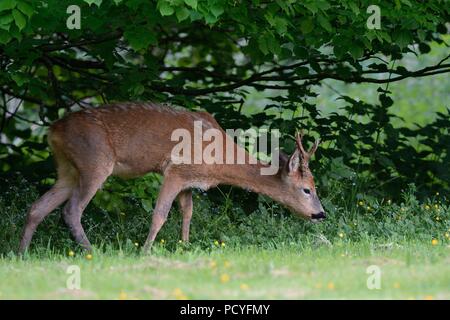 Le chevreuil (Capreolus capreolus) buck un pâturage herbacé du défrichement des terres forestières au crépuscule, près de Bath, Royaume-Uni, mai. Banque D'Images