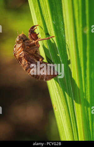 Macro image d'un chien-journée (Neotibicen Cicada canicularis) shell Banque D'Images