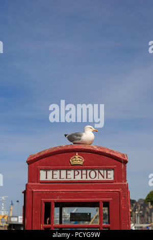Une mouette (Goéland argenté - Larus argentatus) se dresse au sommet d'une cabine téléphonique rouge à Brixham, Devon, l'un un jour étés lumineux Banque D'Images