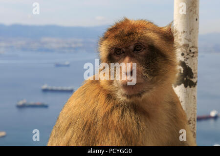 L'emblématique Macaques de Barbarie (Macaca sylvanus) qui vivent sur le territoire d'outre-mer britannique de Gibraltar, les seuls singes sauvages en Europe Banque D'Images