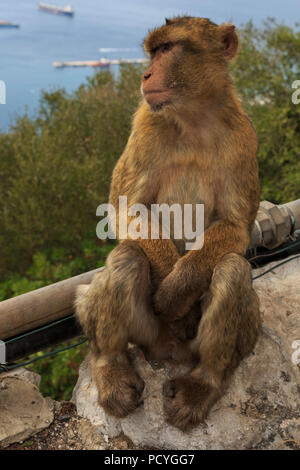 L'emblématique Macaques de Barbarie (Macaca sylvanus) qui vivent sur le territoire d'outre-mer britannique de Gibraltar, les seuls singes sauvages en Europe Banque D'Images