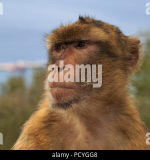 L'emblématique Macaques de Barbarie (Macaca sylvanus) qui vivent sur le territoire d'outre-mer britannique de Gibraltar, les seuls singes sauvages en Europe Banque D'Images