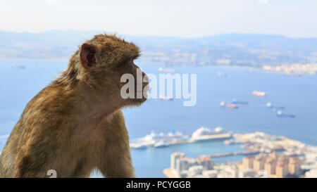 L'emblématique Macaques de Barbarie (Macaca sylvanus) qui vivent sur le territoire d'outre-mer britannique de Gibraltar, les seuls singes sauvages en Europe Banque D'Images