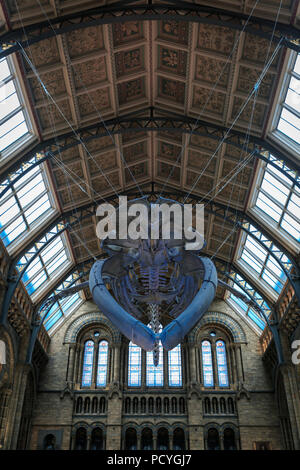 Un squelette de rorqual bleu suspendu dans Hintze Hall, le hall principal au Natural History Museum de Londres Banque D'Images