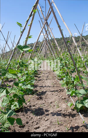 Rangées de haricots avec des cannes et de protection filet de plafond, Granada, Espagne Banque D'Images