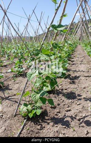 Rangées de haricots avec des cannes et de protection filet de plafond, Granada, Espagne Banque D'Images