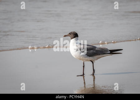 Laughing Gull (Leucophaeus atricilla) marcher sur la plage, à l'Padre Island National Seashore, Corpus Christi, TX, États-Unis d'Amérique Banque D'Images