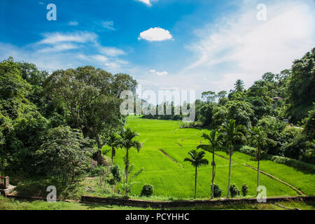 Magnifique paysage de la province d'Uva au Sri Lanka. Banque D'Images