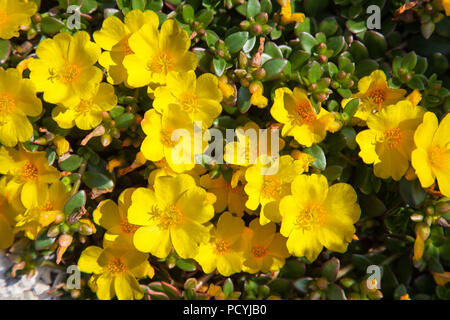 Fleurs jaune vif de pourpier (Portulaca oleracea) plante succulente dans jardins naturels de la ville de Rolle en Suisse le jour d'été ensoleillé Banque D'Images