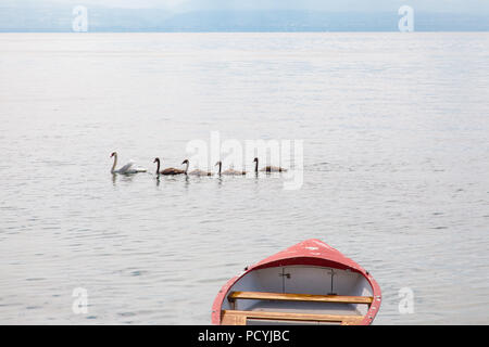 Famille de cygnes : mère swan et quatre jeunes bébés sur le lac de Genève (lac Léman) près de Rolle, région la Côte, Vaud, Suisse, le jour d'été chaud et ensoleillé Banque D'Images