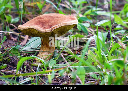 Champignons forestiers dans l'herbe sur un fond naturel Banque D'Images