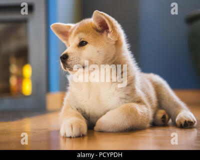 Le japonais Akita Inu Chiot Chien blanc et rouge, Close up Banque D'Images