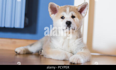 Le japonais Akita Inu Chiot Chien blanc et rouge, Close up Banque D'Images