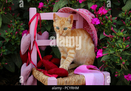 Chaton, le gingembre, 3 mois, assis sur une chaise de bébé dans le jardin Banque D'Images