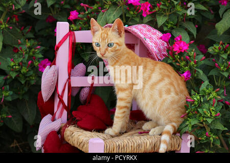 Chaton, le gingembre, 3 mois, assis sur une chaise de bébé dans le jardin Banque D'Images